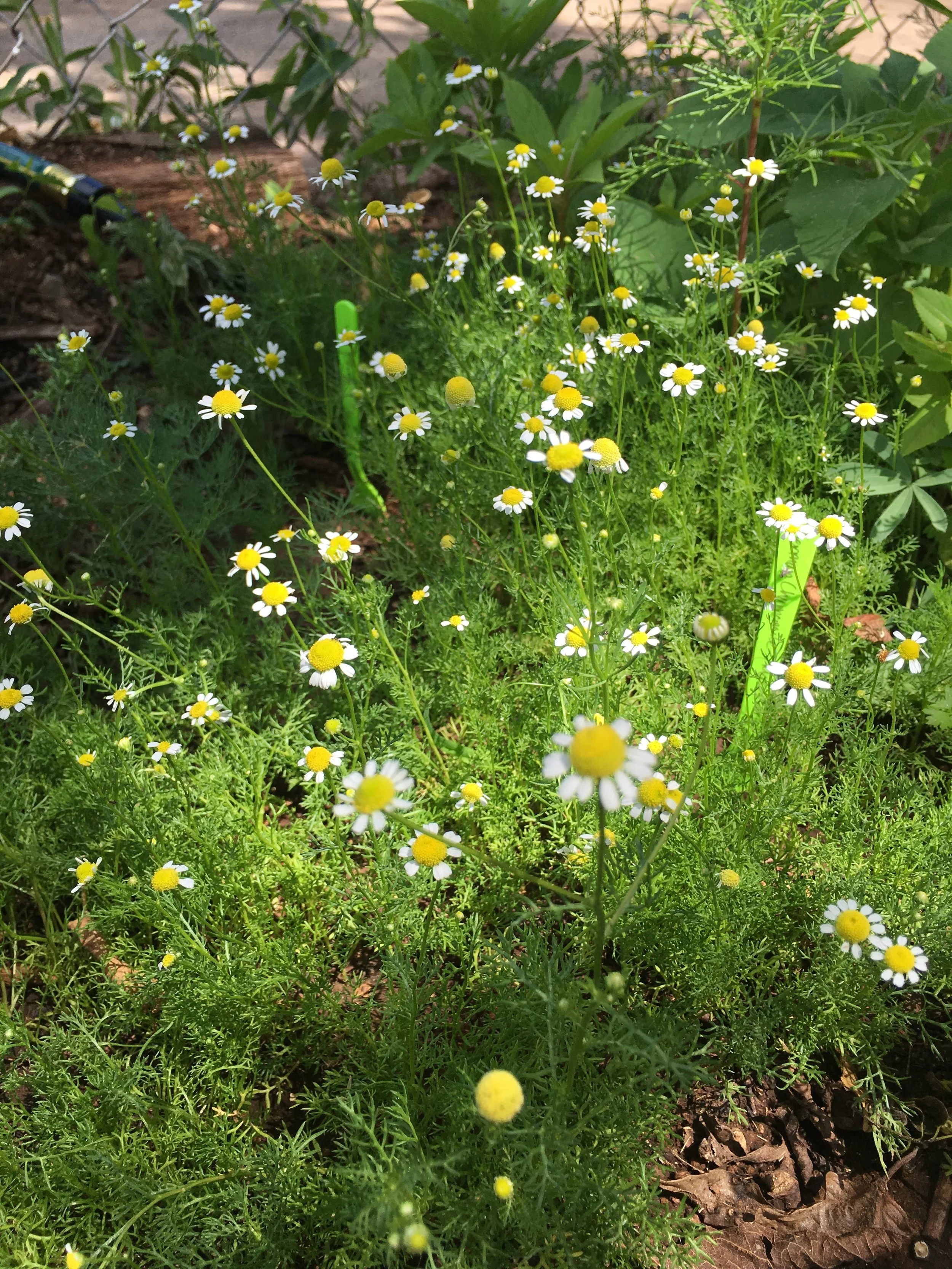 My chamomile garden! I made tea, tinctures and glycerites from this amazing crop of herbs. 