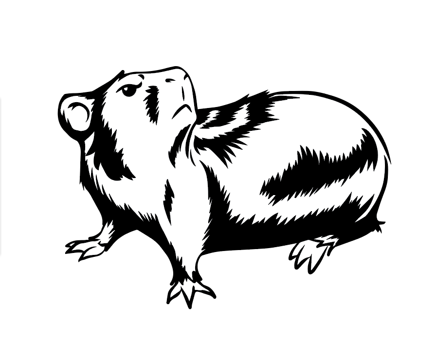 Guinea Pig Illustration