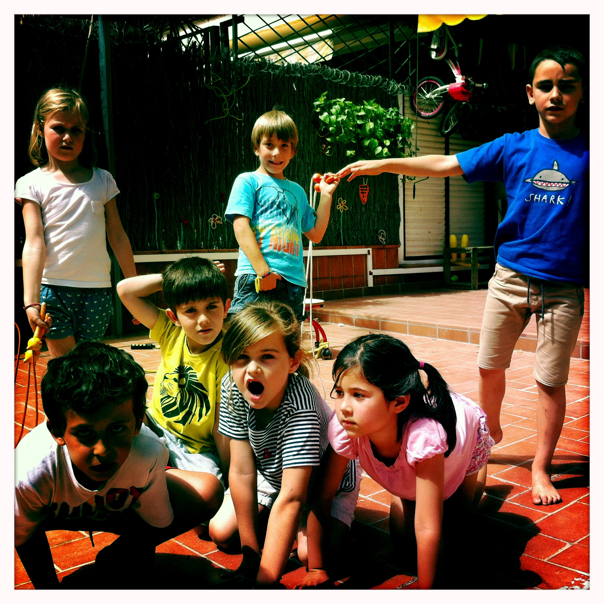 El xaxi-wachi dels animals barrejats