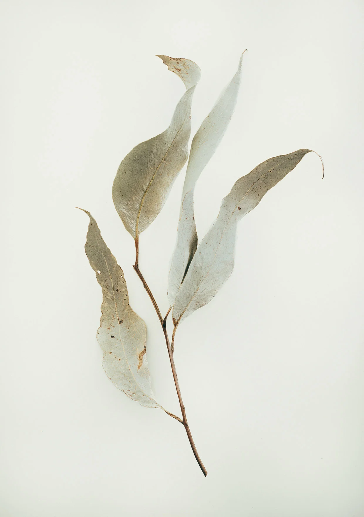 © Jared Fowler. Back Burn