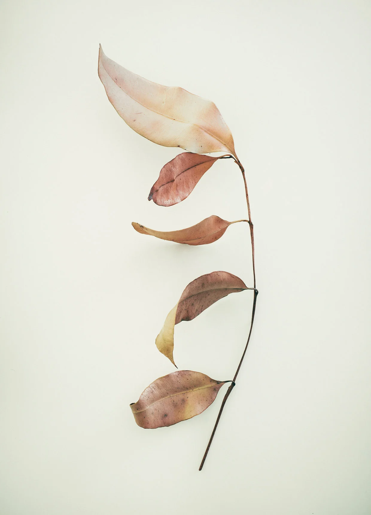 © Jared Fowler. Back Burn