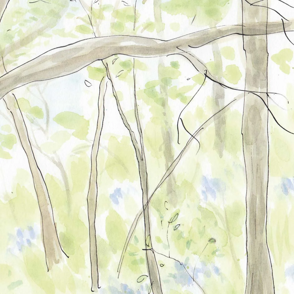 bluebells A3 crop copy2.jpg