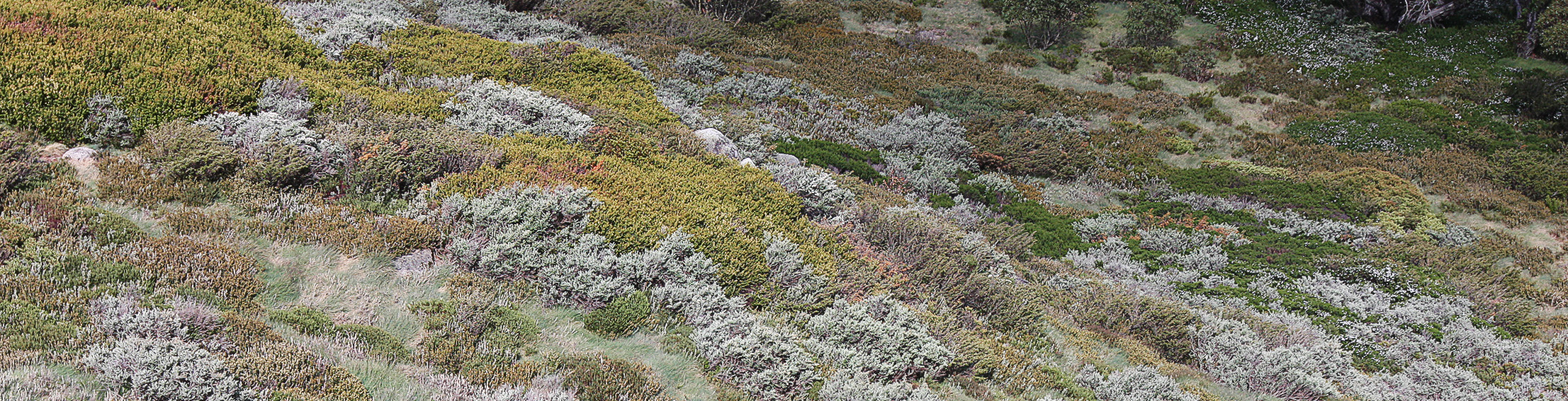 kosciusko heath