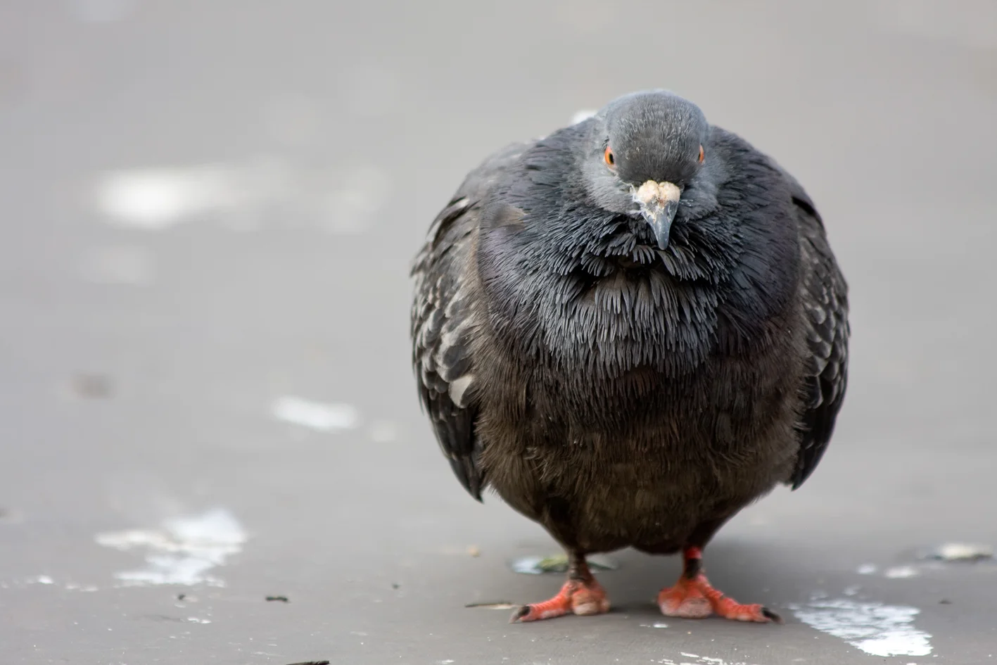 bird ball