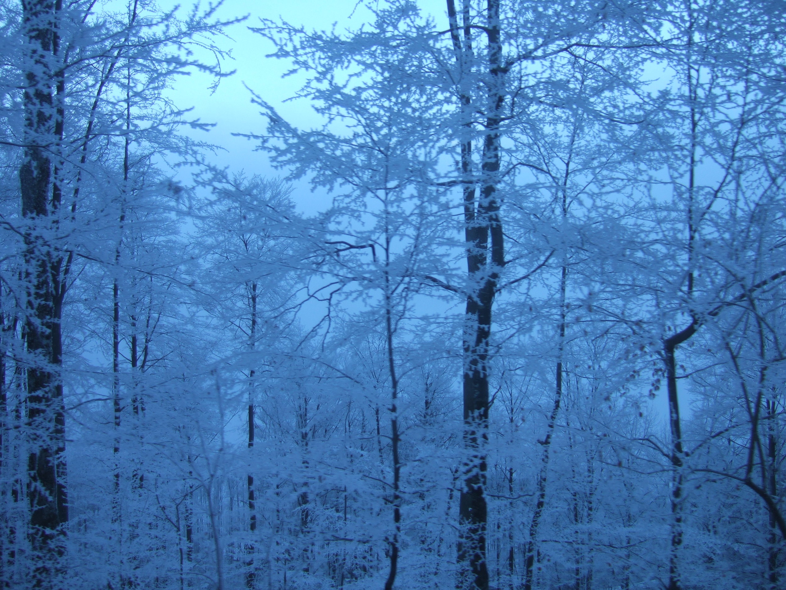 Meiringen Forest.JPG