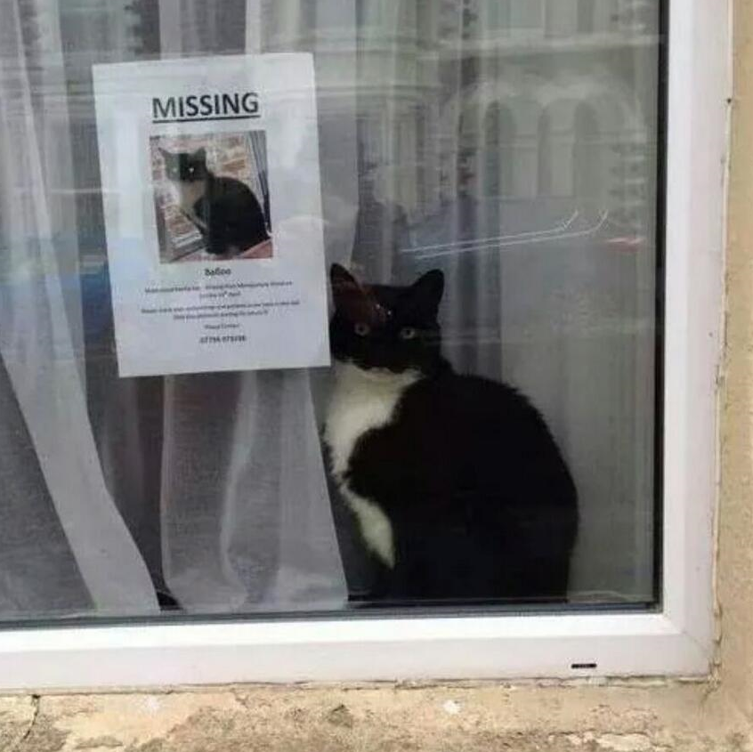 Here is a picture I took of a missing cat poster in Worthing. A big map would miss smaller details like this. Aren't you glad I included this picture? Hasn't it made your day so much better?