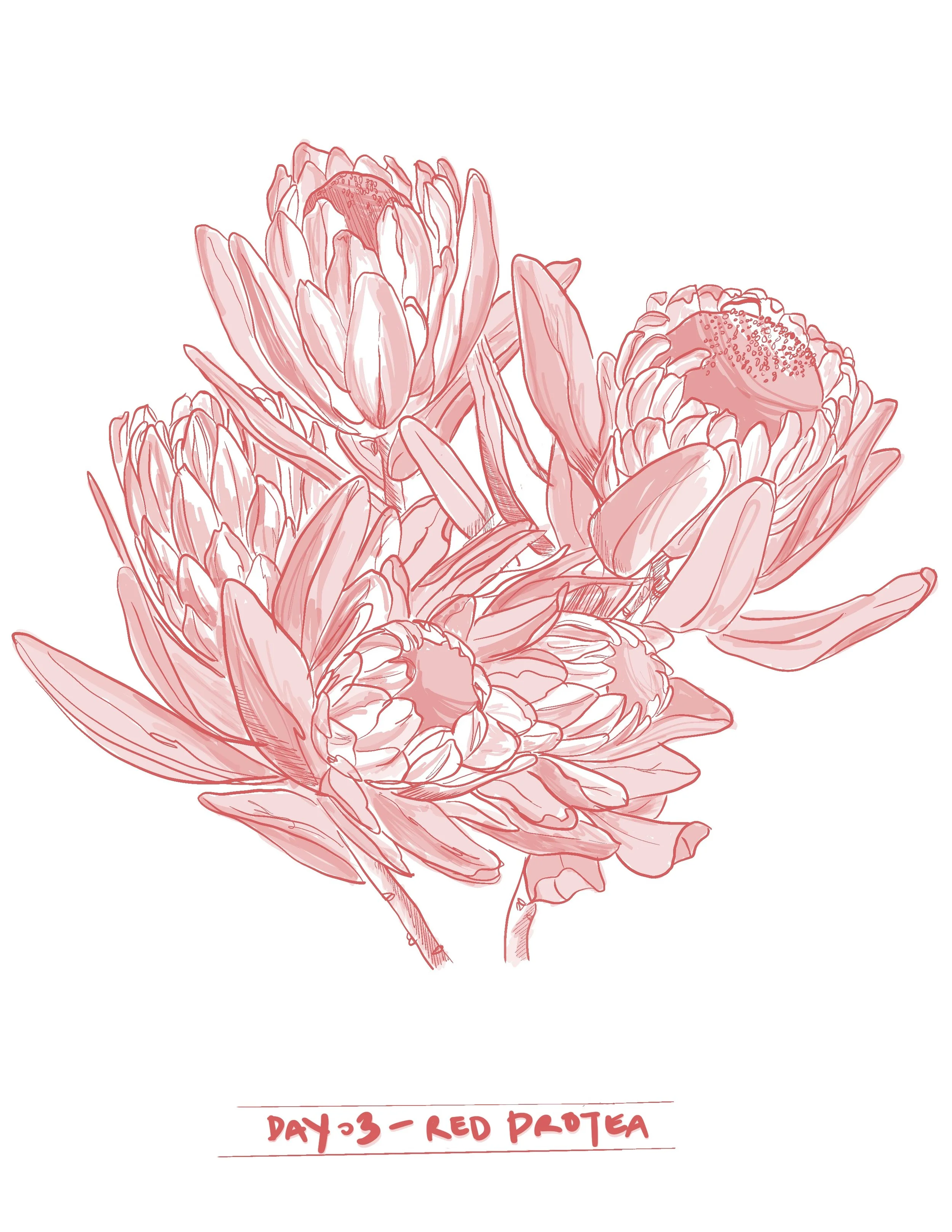 Flower Study: Red Protea