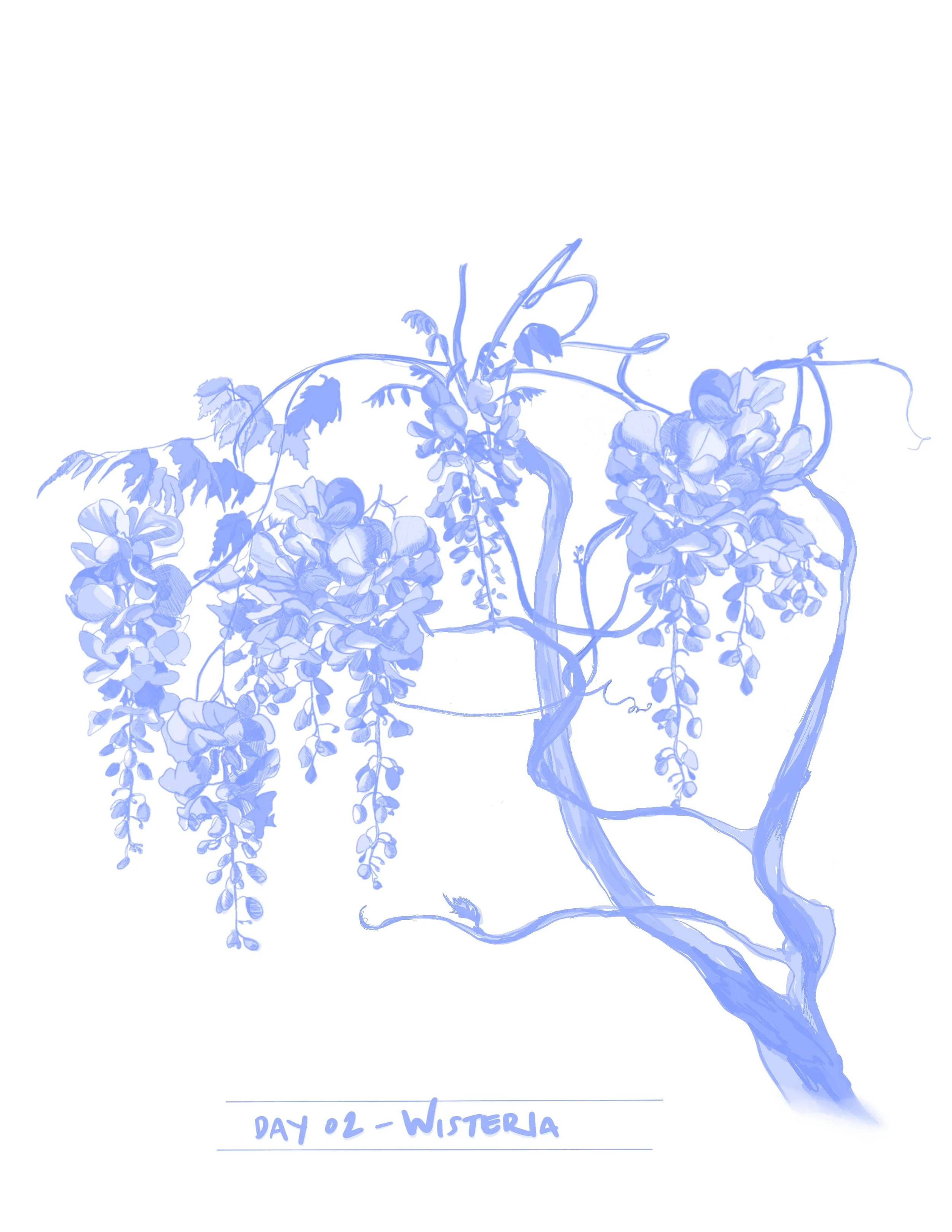 Flower Study: Wisteria