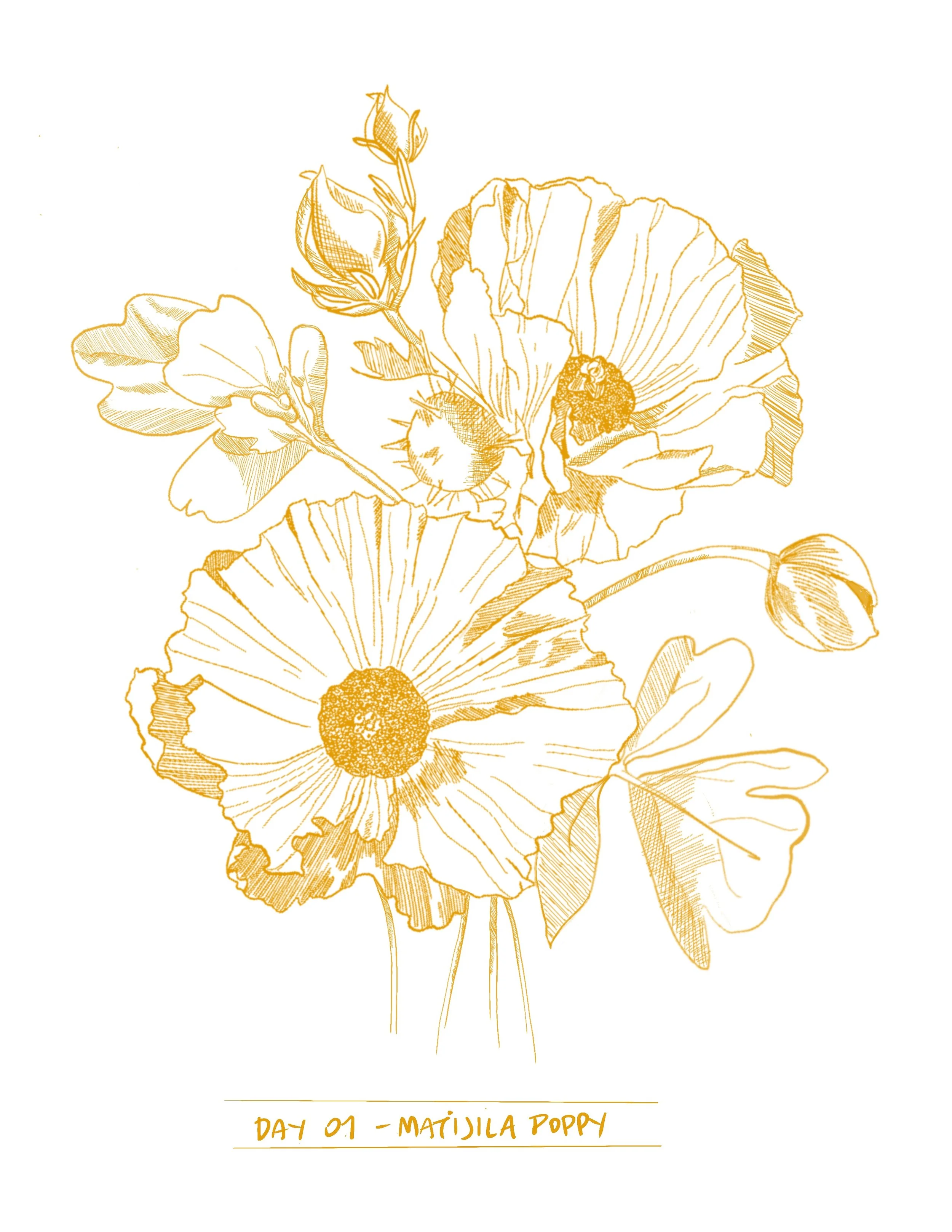 Flower Study: Matijila Poppy