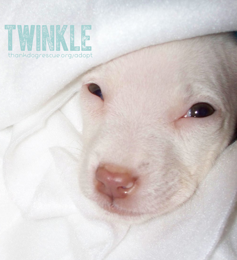 21 Twinkle.jpg