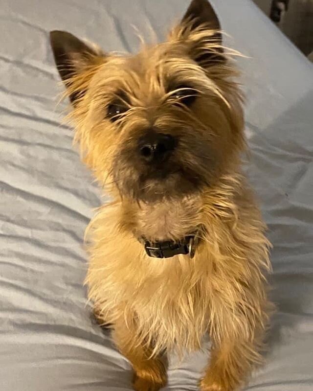 Pet Adoption Bridgeport Ct / 10 Pets You Should Adopt Not Buy