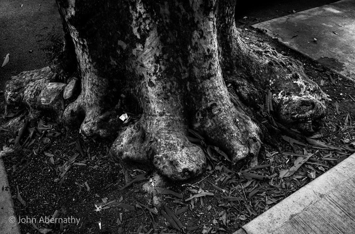 I started my IG journey posting trees. Here’s a fresh one right out of the dirt. #trees #treestagram #treesofinstagram #bnwtrees #bnw_photography #arebureboke
