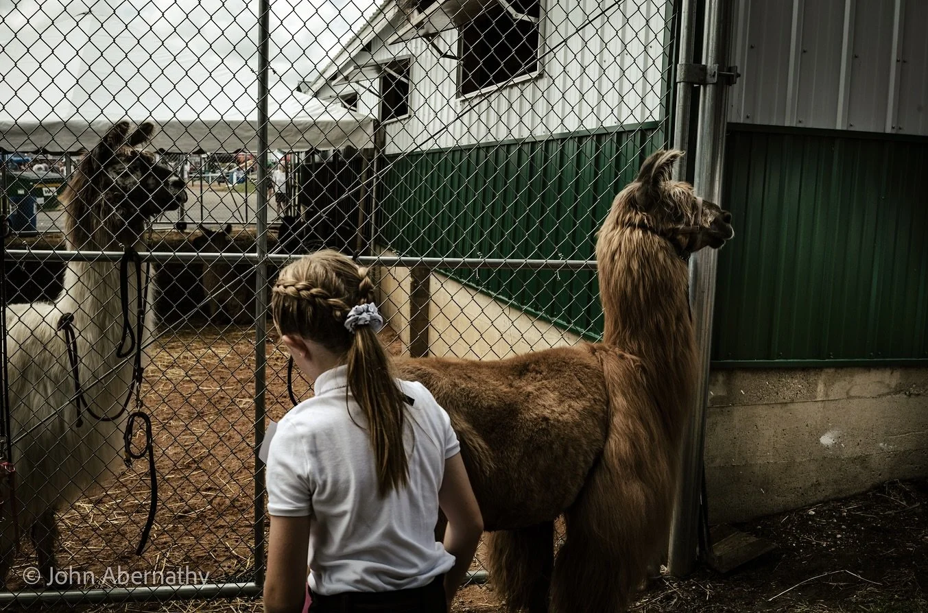 I dreamt of days like these…#Fair #CountyFair #CarverCountyFair @carverctyfair #llama #4h