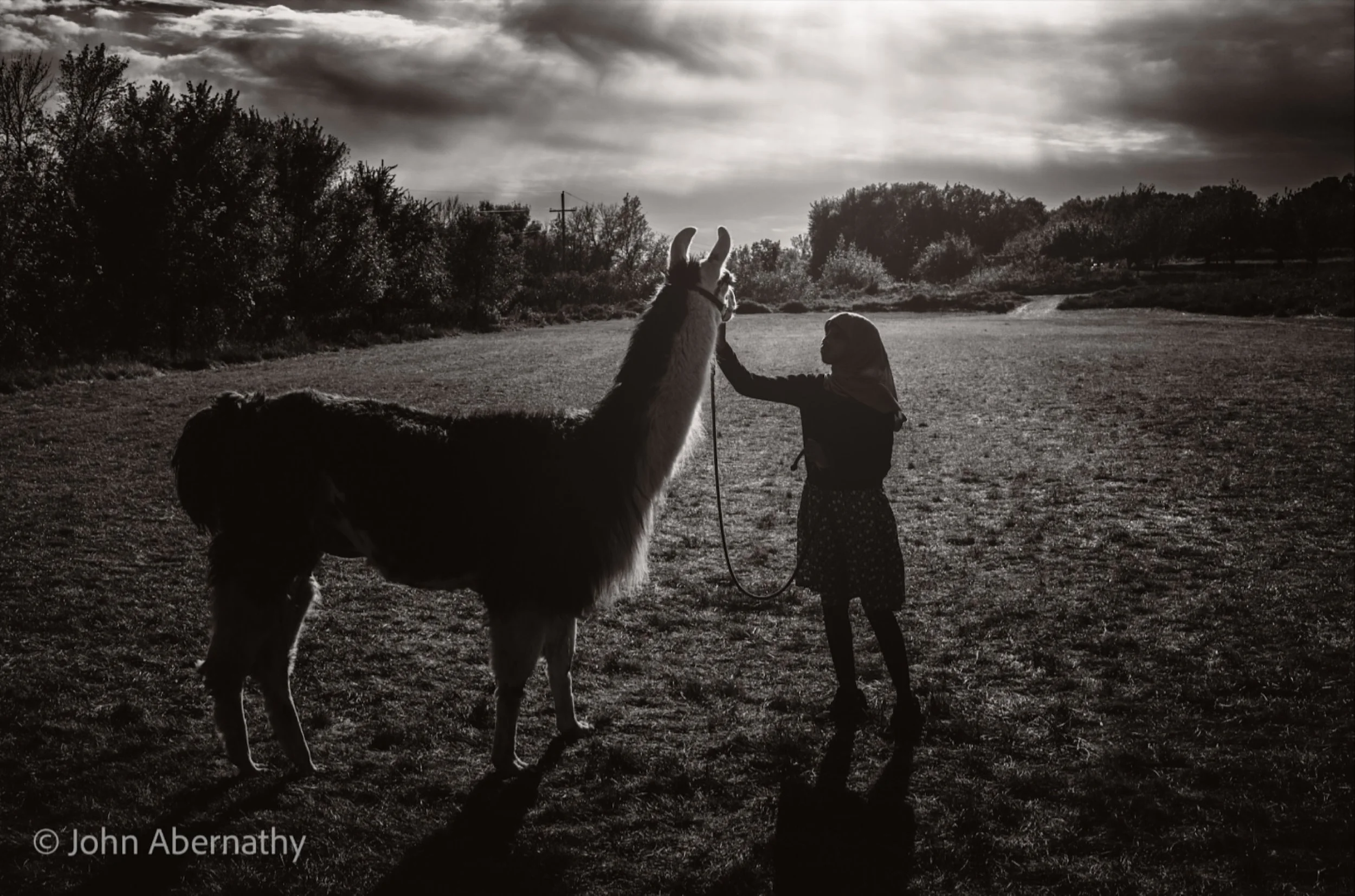 #llama #llamalove #muslim #muslimgirl  @galewoodsfarm