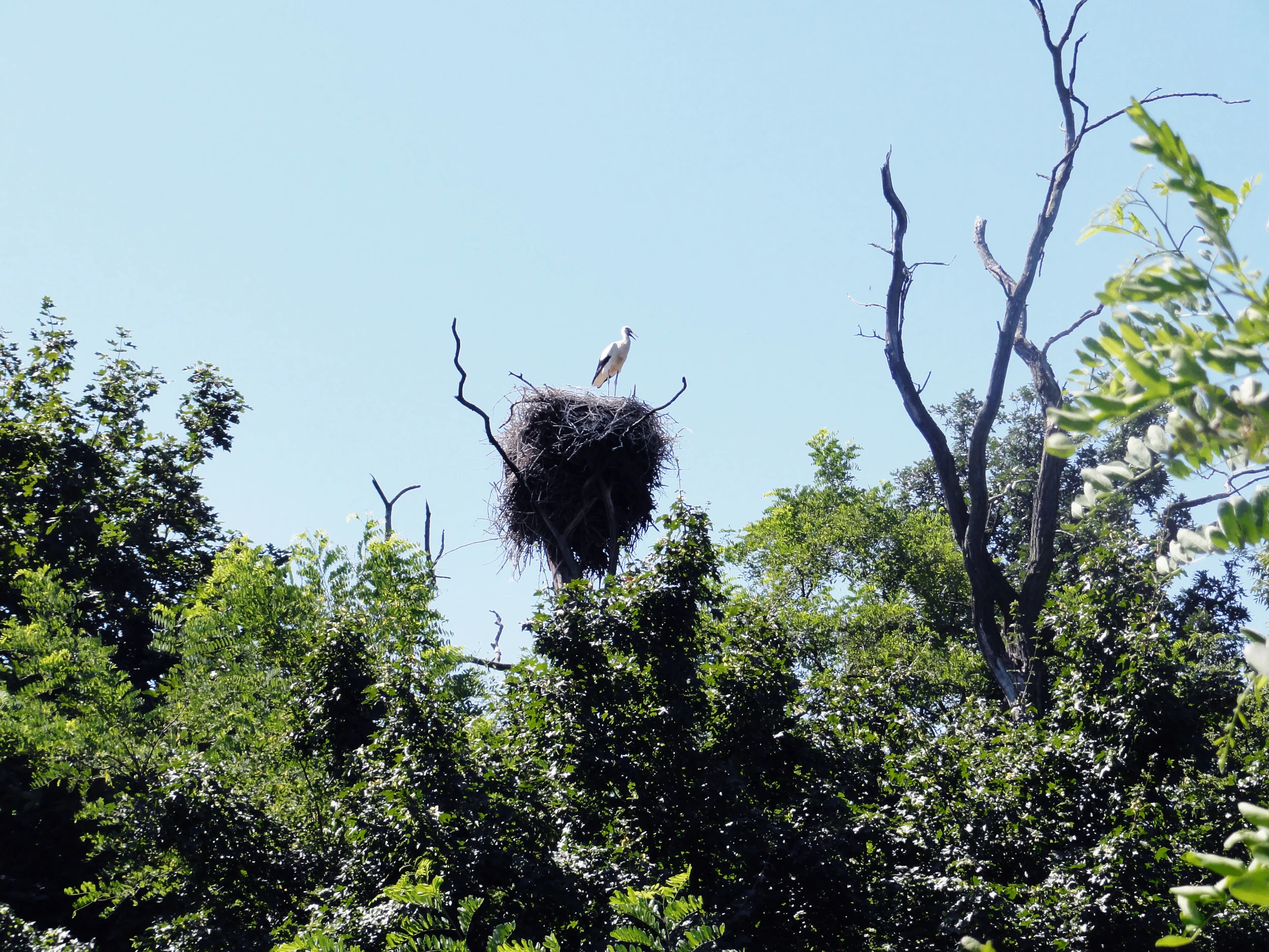 I was fascinated by the giant stork nests. It's amazing how they can build there on a very small space so large burrow :) // Byla jsem fascinována obřími hnízdy čápů. Přišlo mi úžasné, jak si na tak malém prostoru umí postavit tak velký kutloch :)
