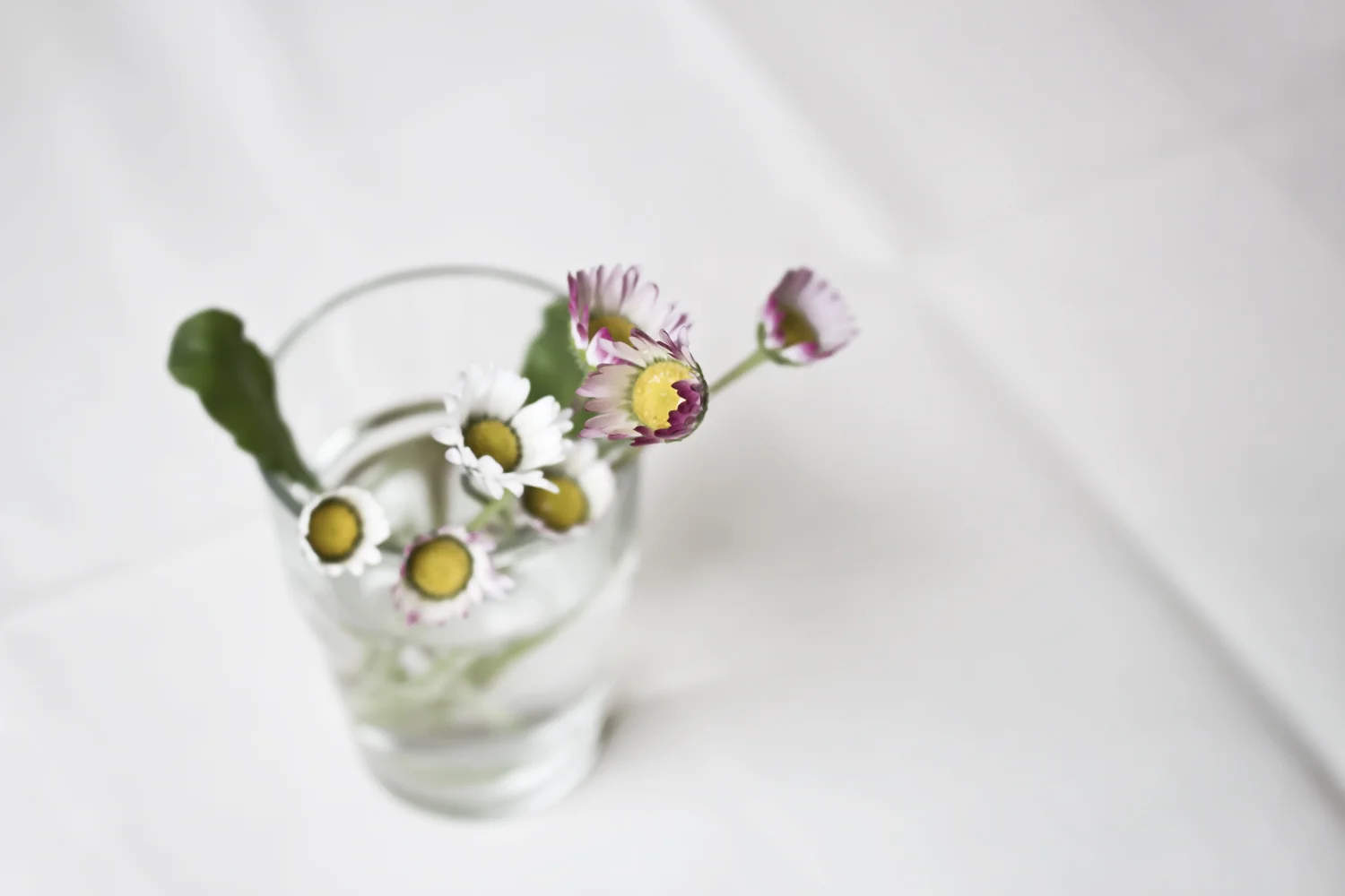 Hello flowers! • via baraperglova.com
