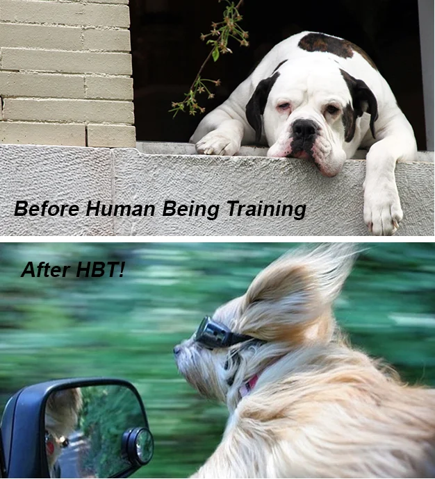before-after-dogs.jpg