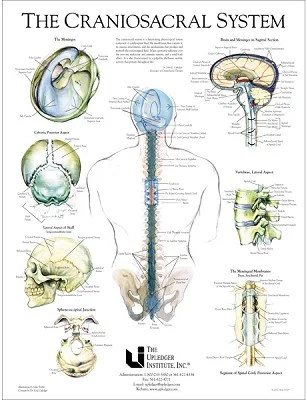 craniosacral.jpg