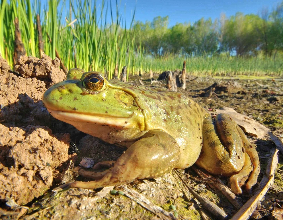 Thanks, Tuscon Herpetological Society!