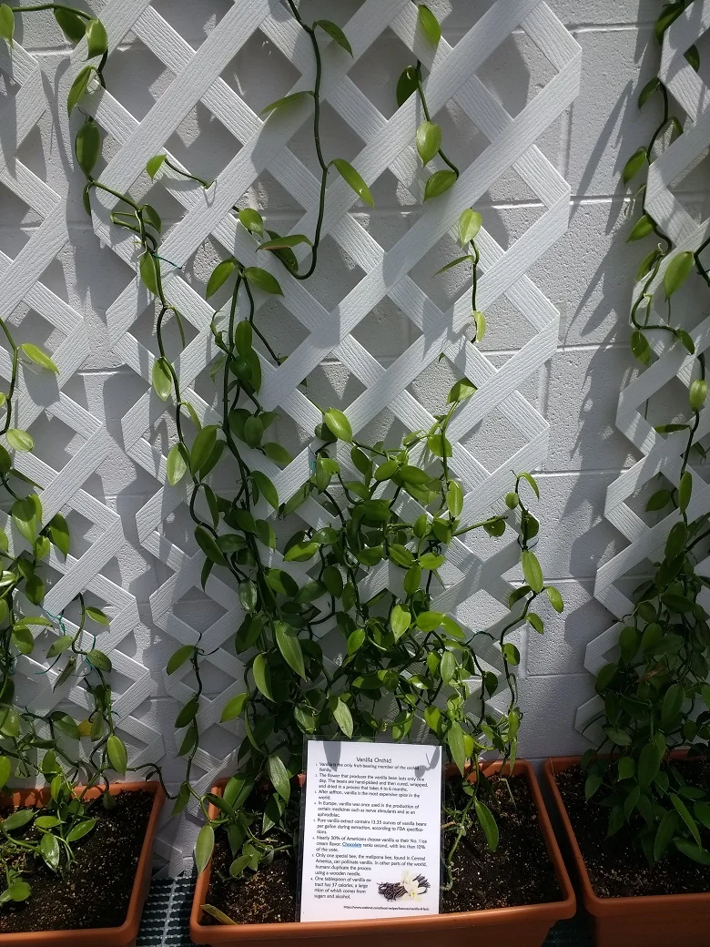 A vanilla bean plant from Madagascar.