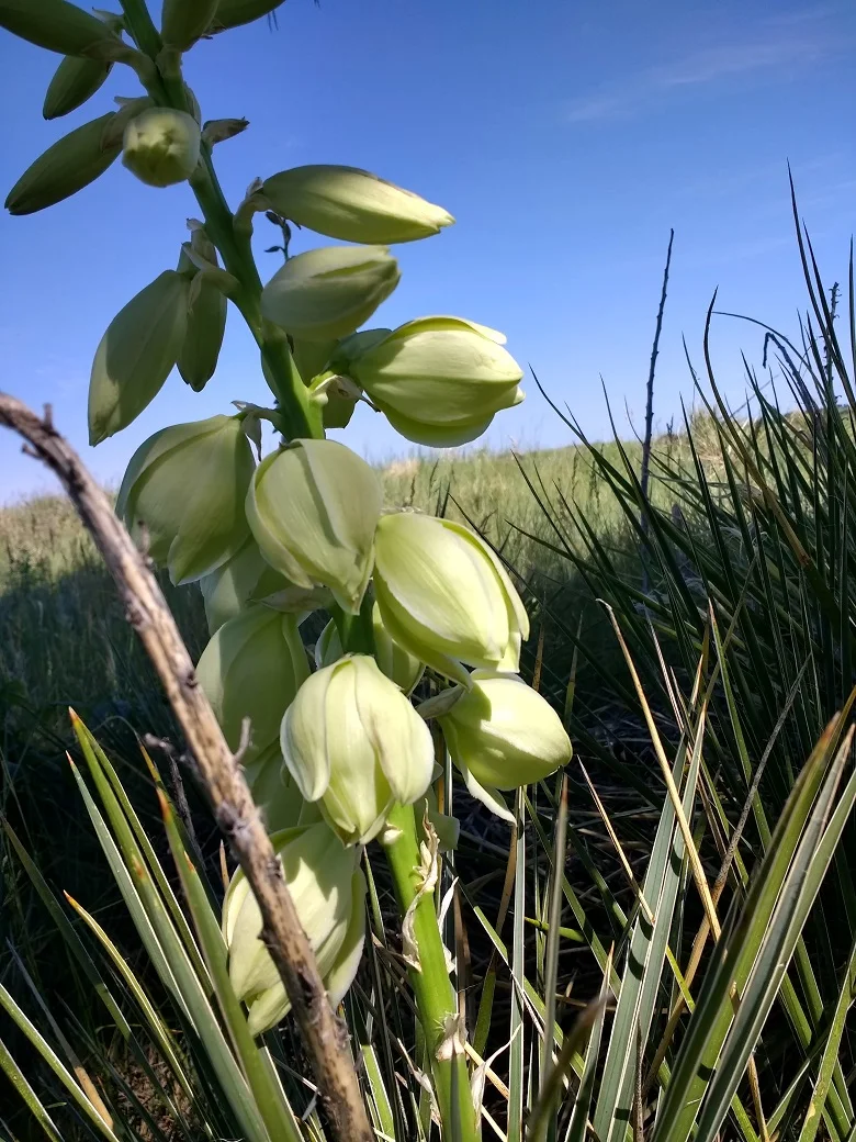 wyoming yucca.jpg