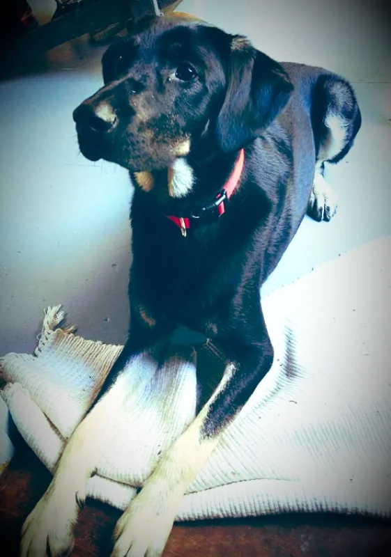 Max, a Very Good Boy