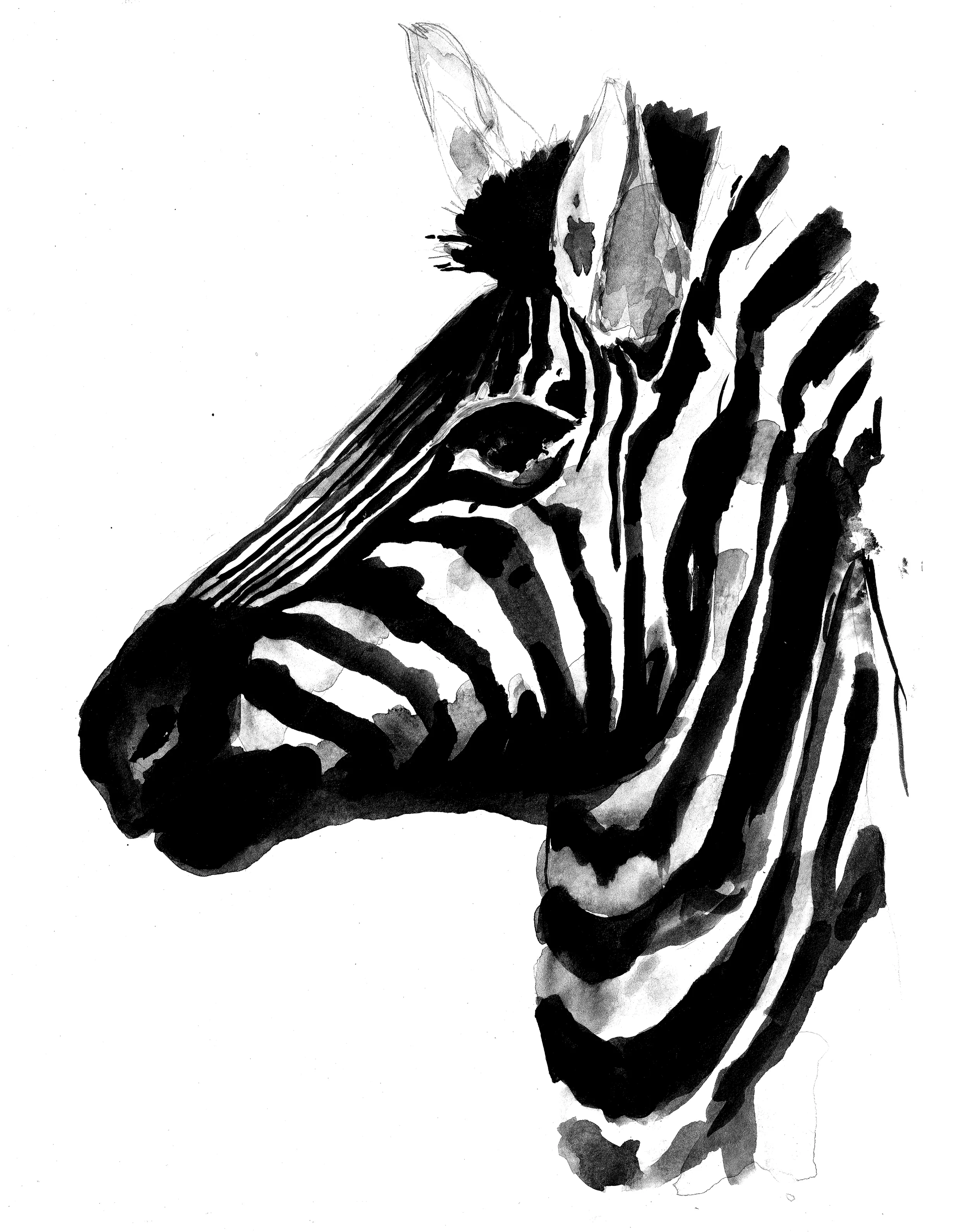 low res zebra portrait.jpg