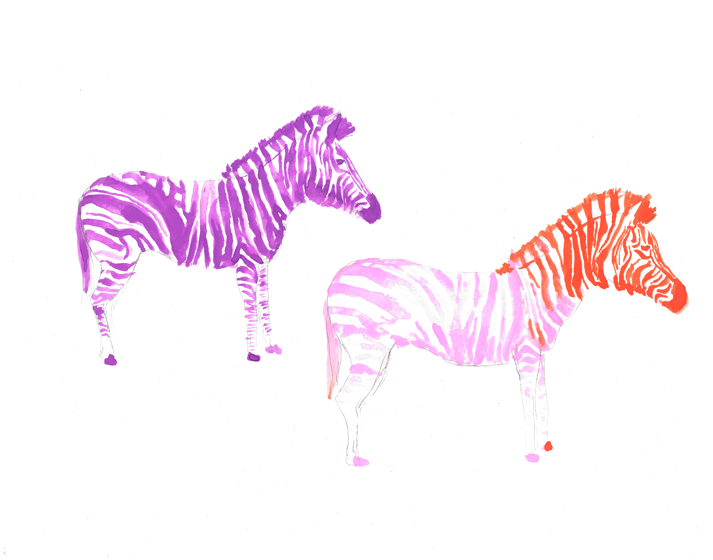 low res zebra 3.jpg