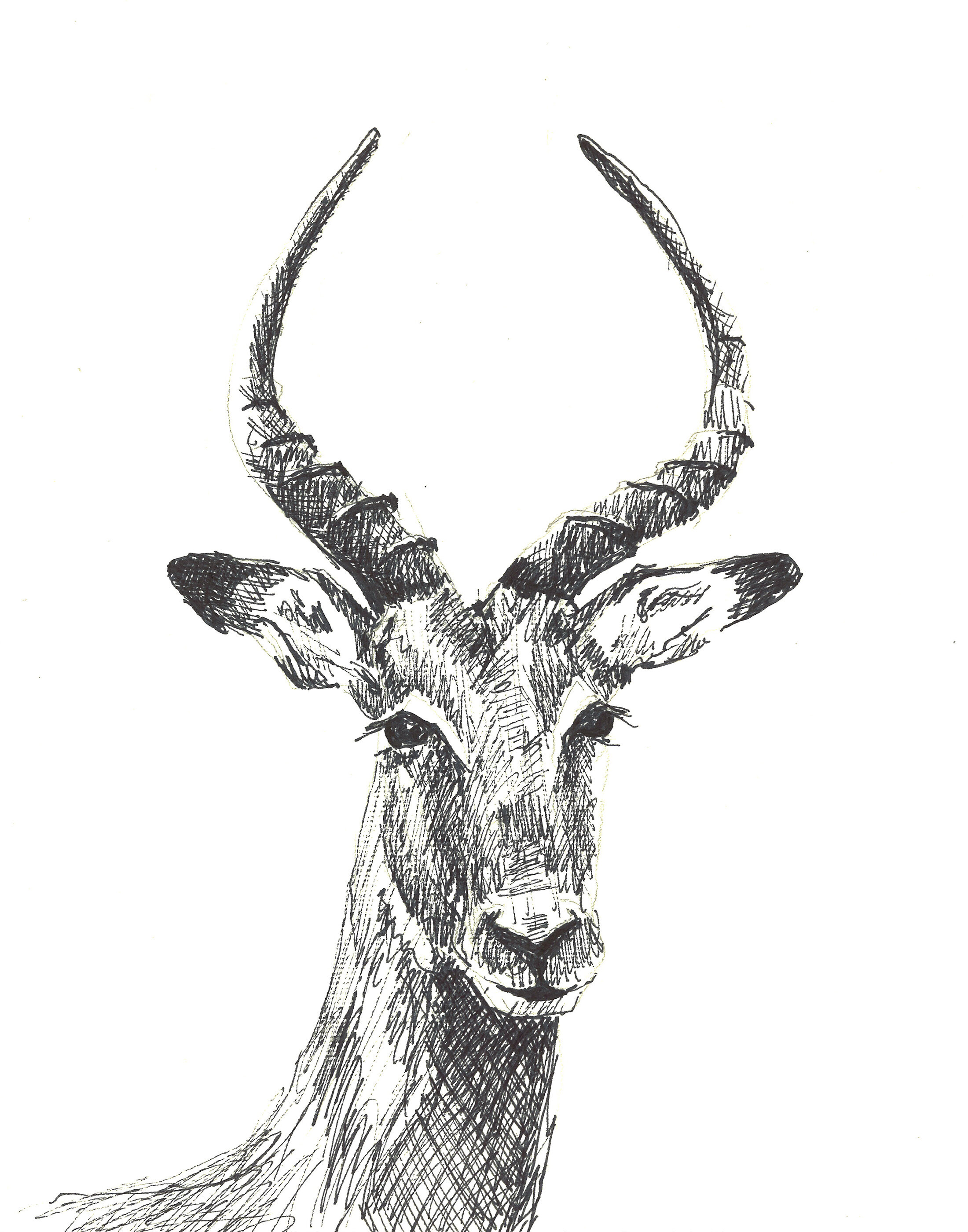 antelope low res.jpg