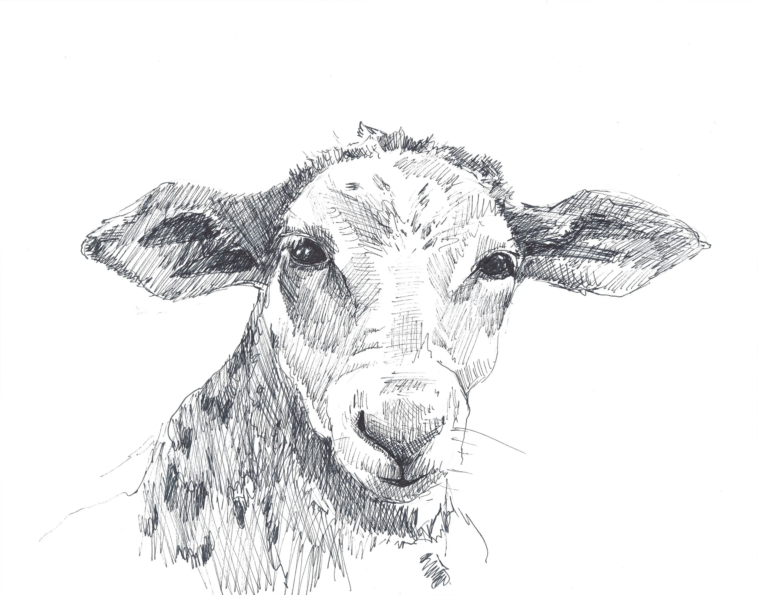 sheep low res.jpg