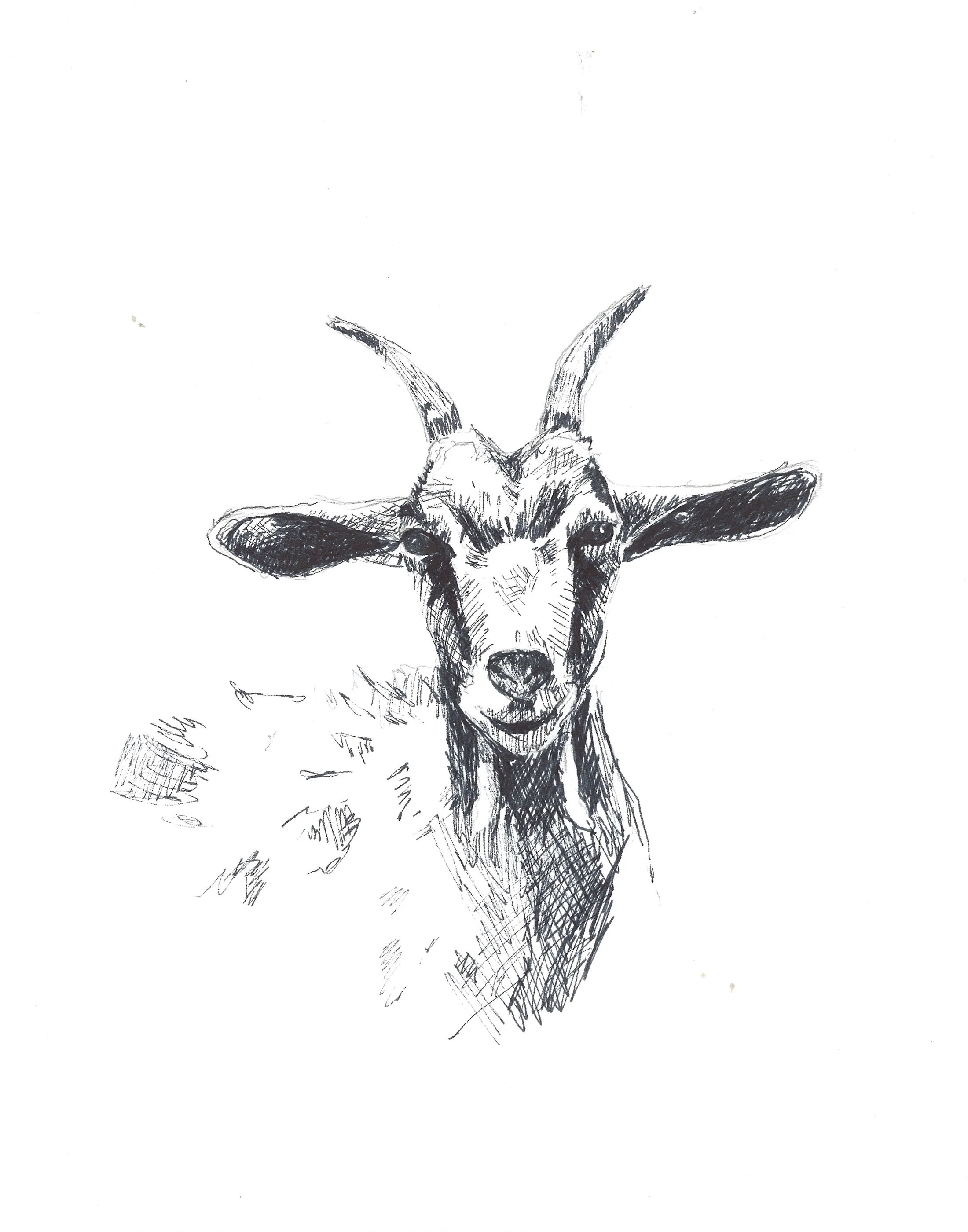 goat low res.jpg