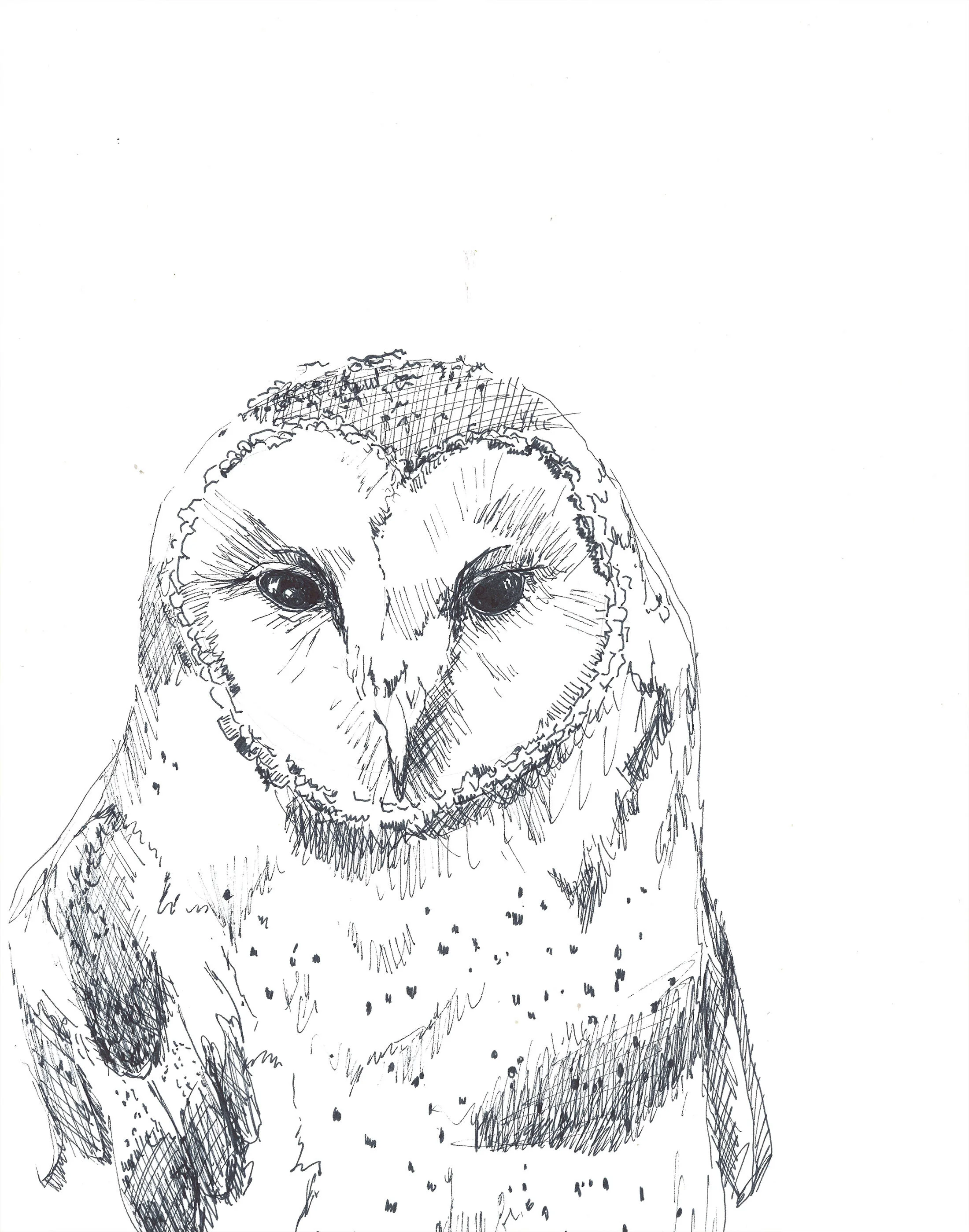 owl low res.jpg