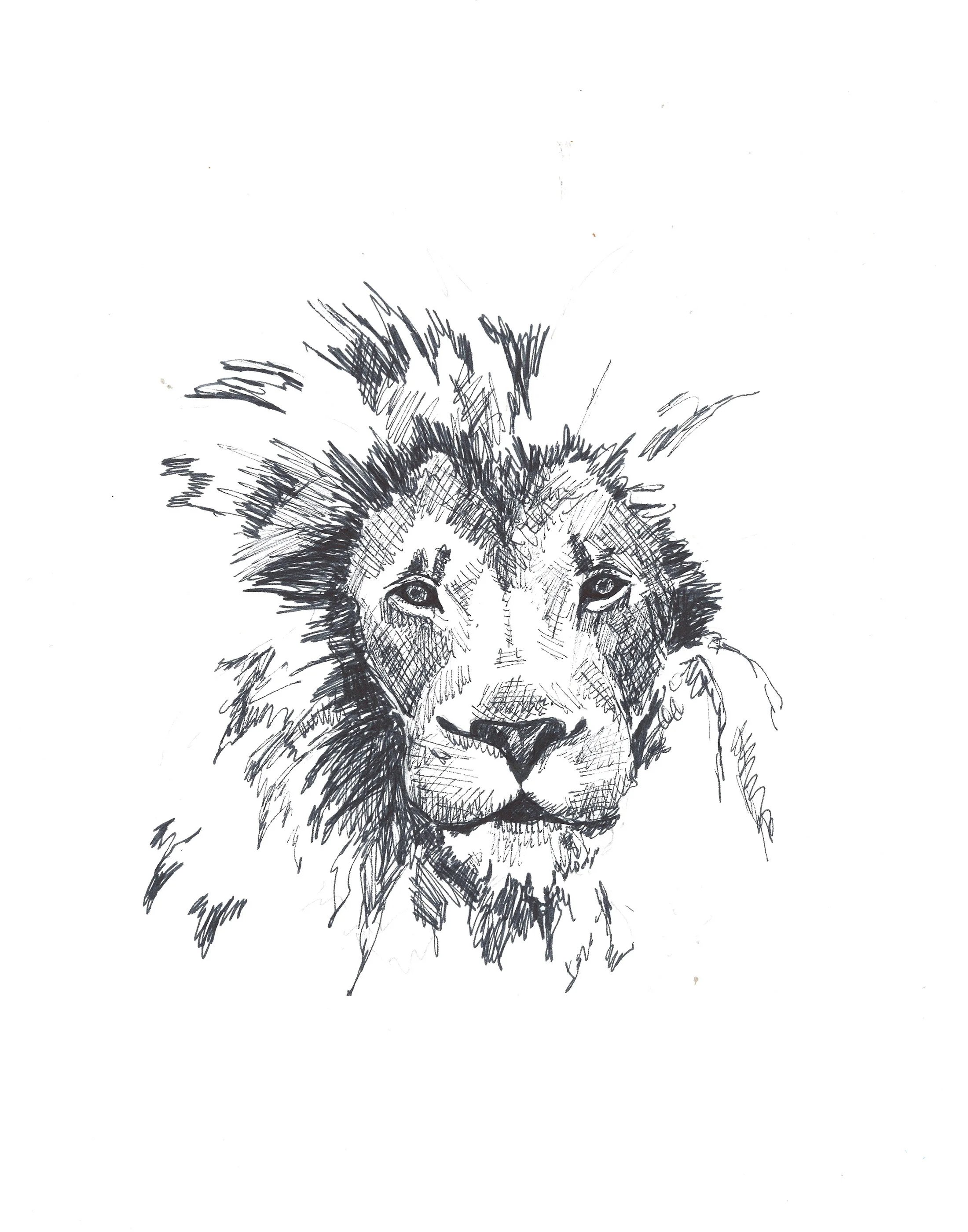 lion low res.jpg