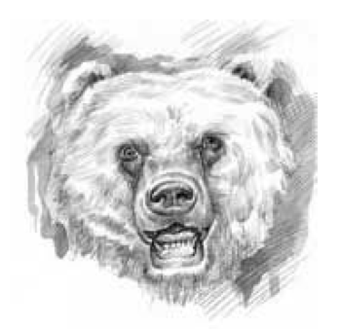 bearlogo.png