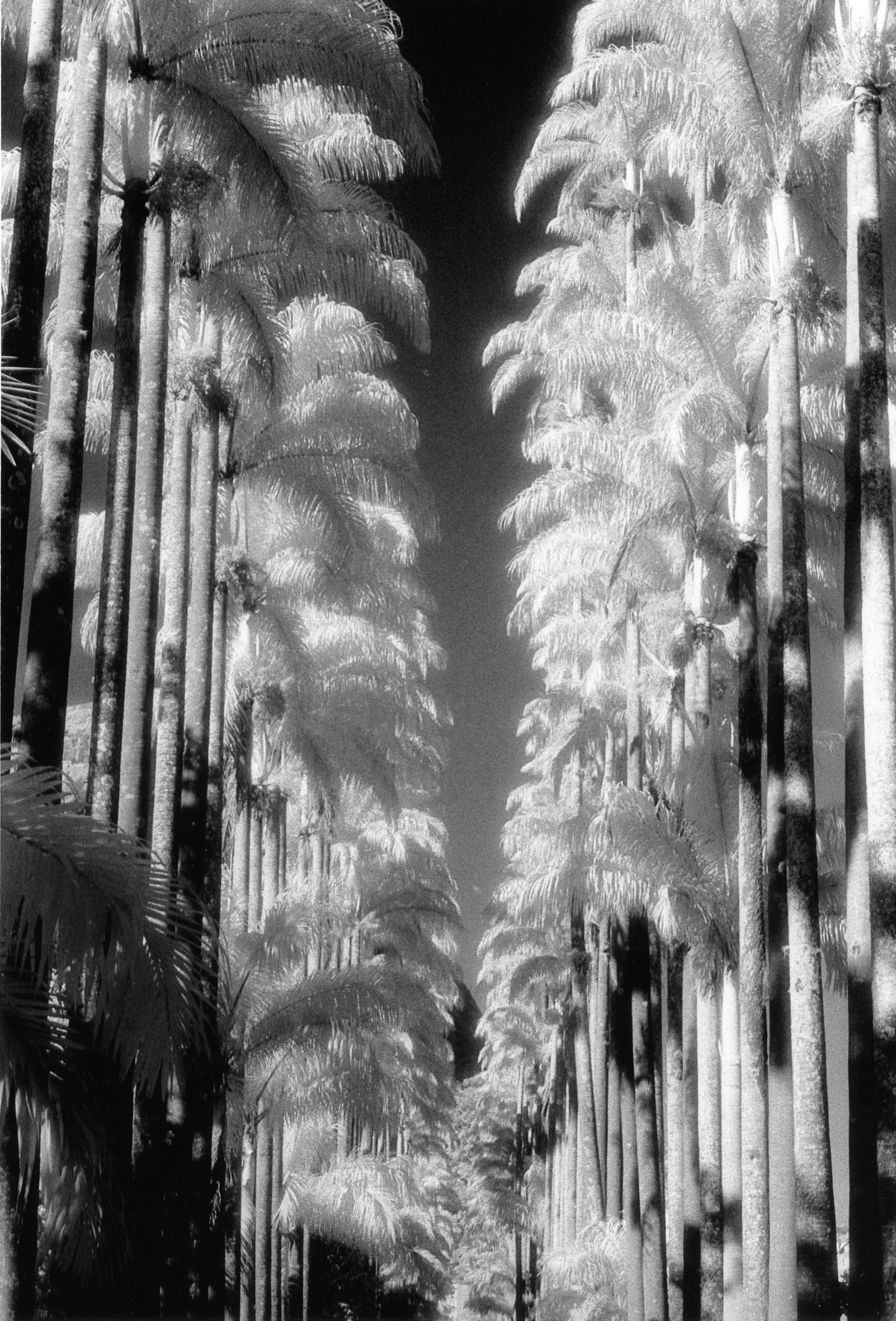 Jardim Botânico