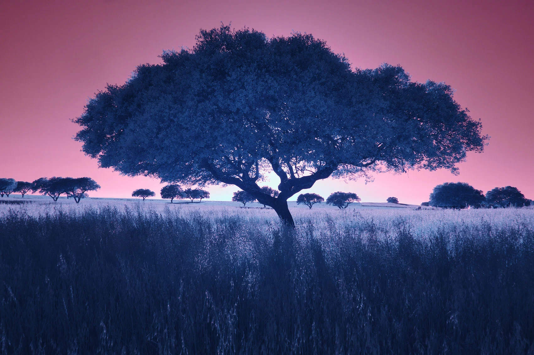 Sobreiro, Alentejo, Portugal