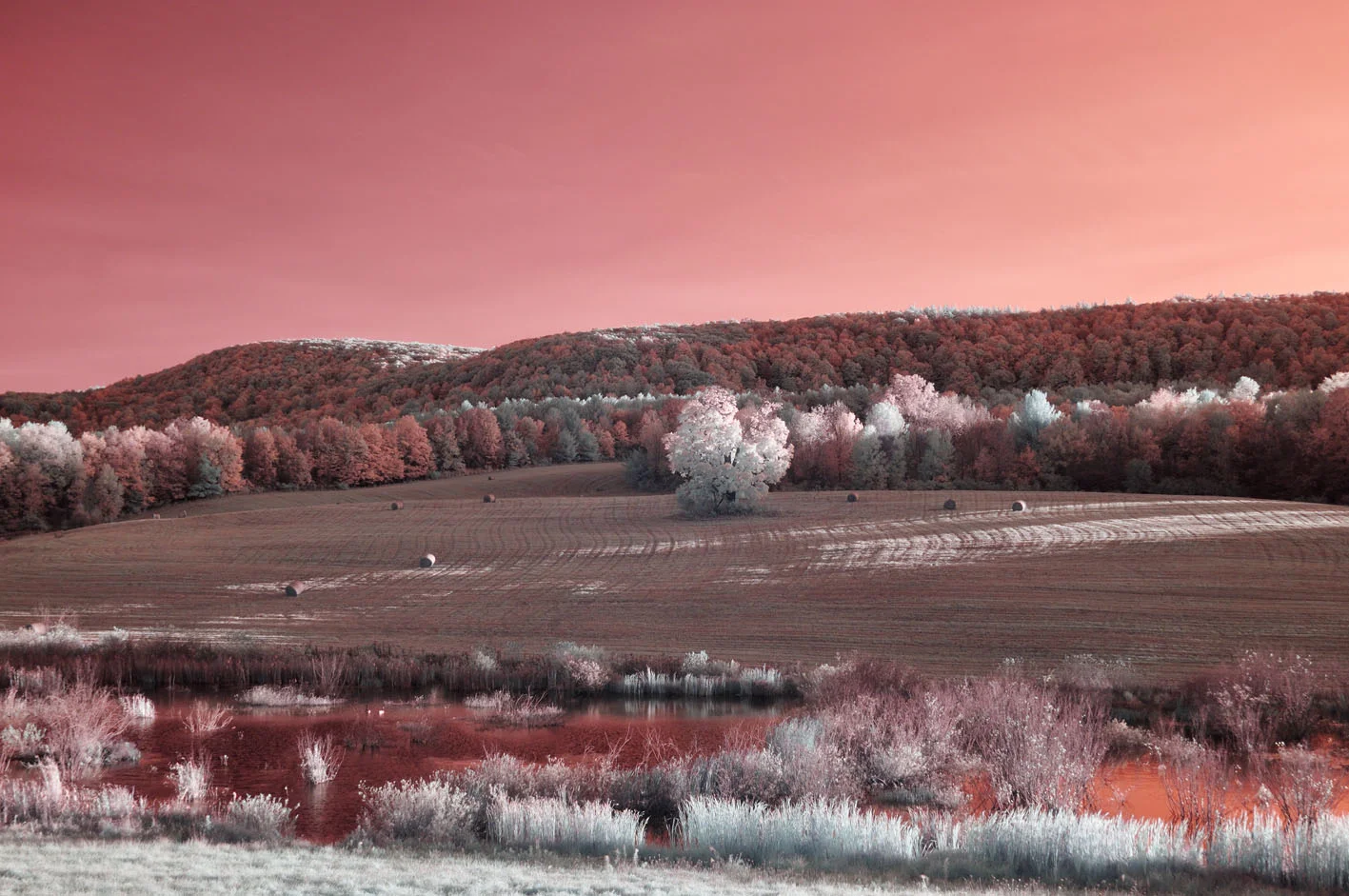 DSC_0454a_1 copy.jpg