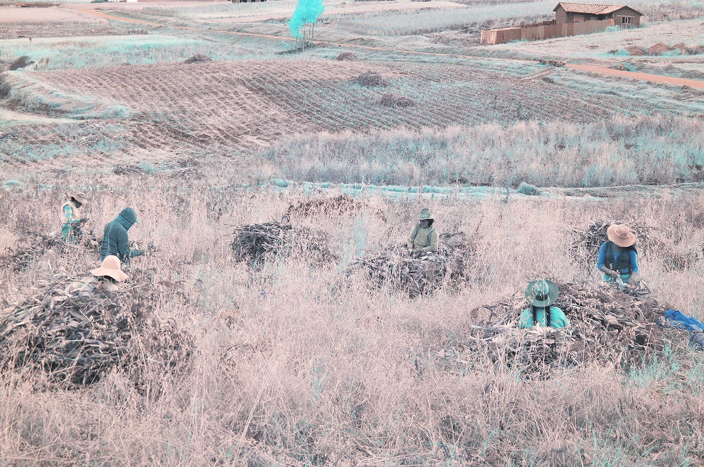 DSC_0231_00001 copiar.jpg