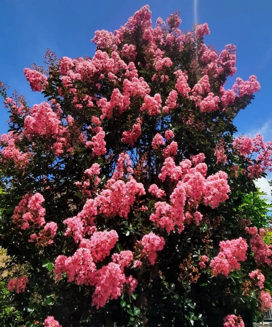 all hail the mighty Crepe Myrtle #crepemyrtlesofinstagram