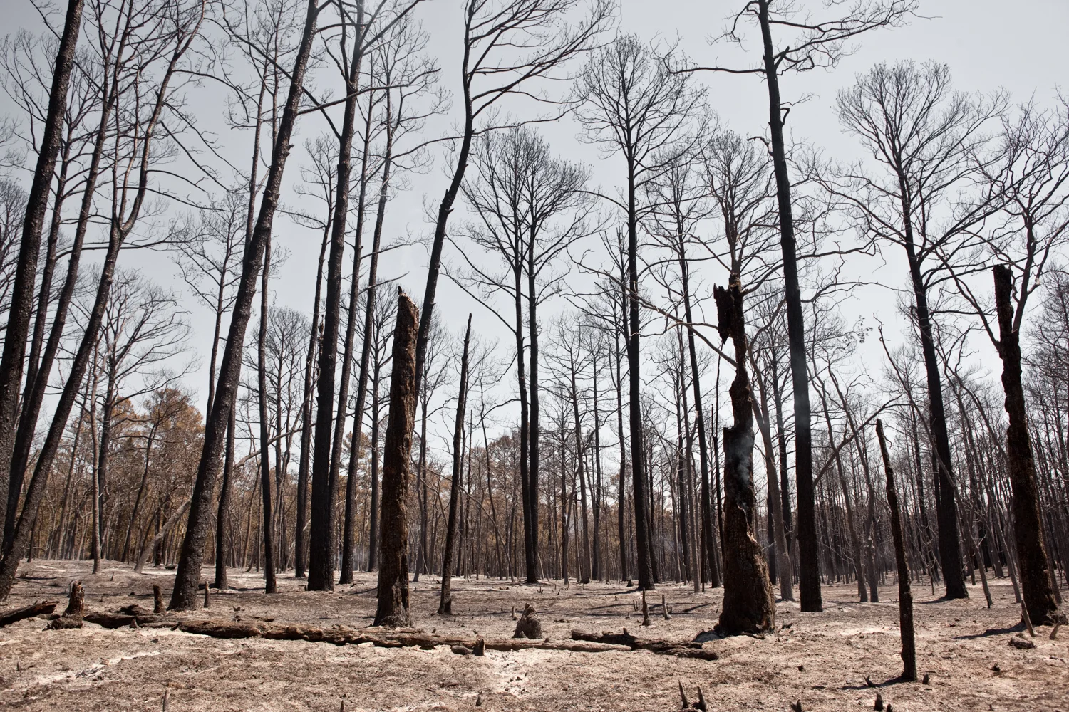   The Lost Pines of Bastrop, Texas, still smoldering.
