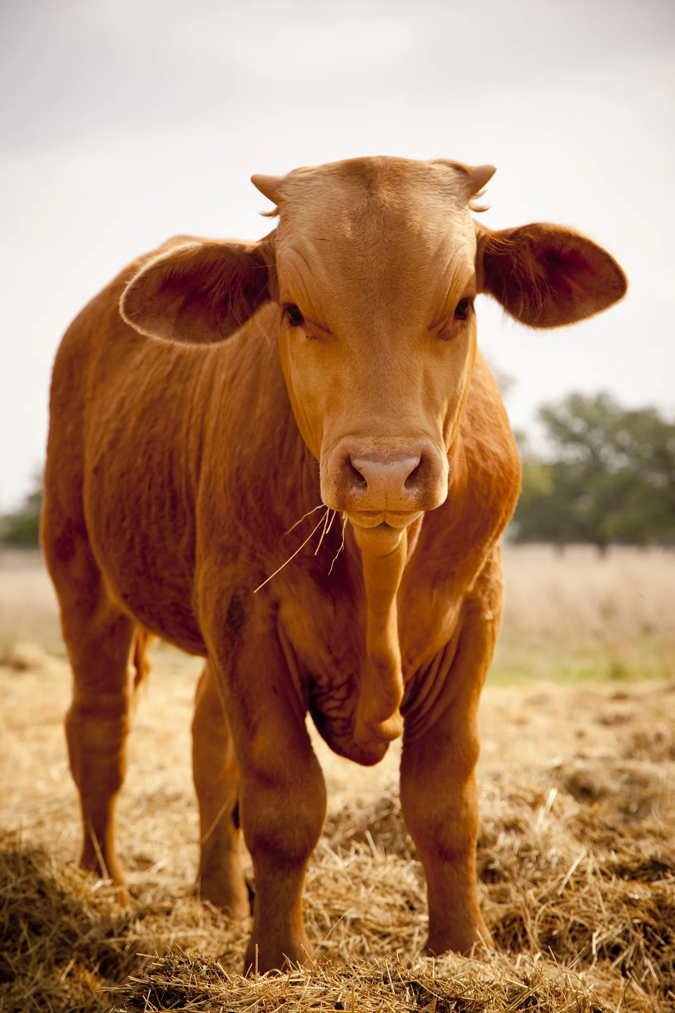 SW110422PincoffsRanch_0315.JPG