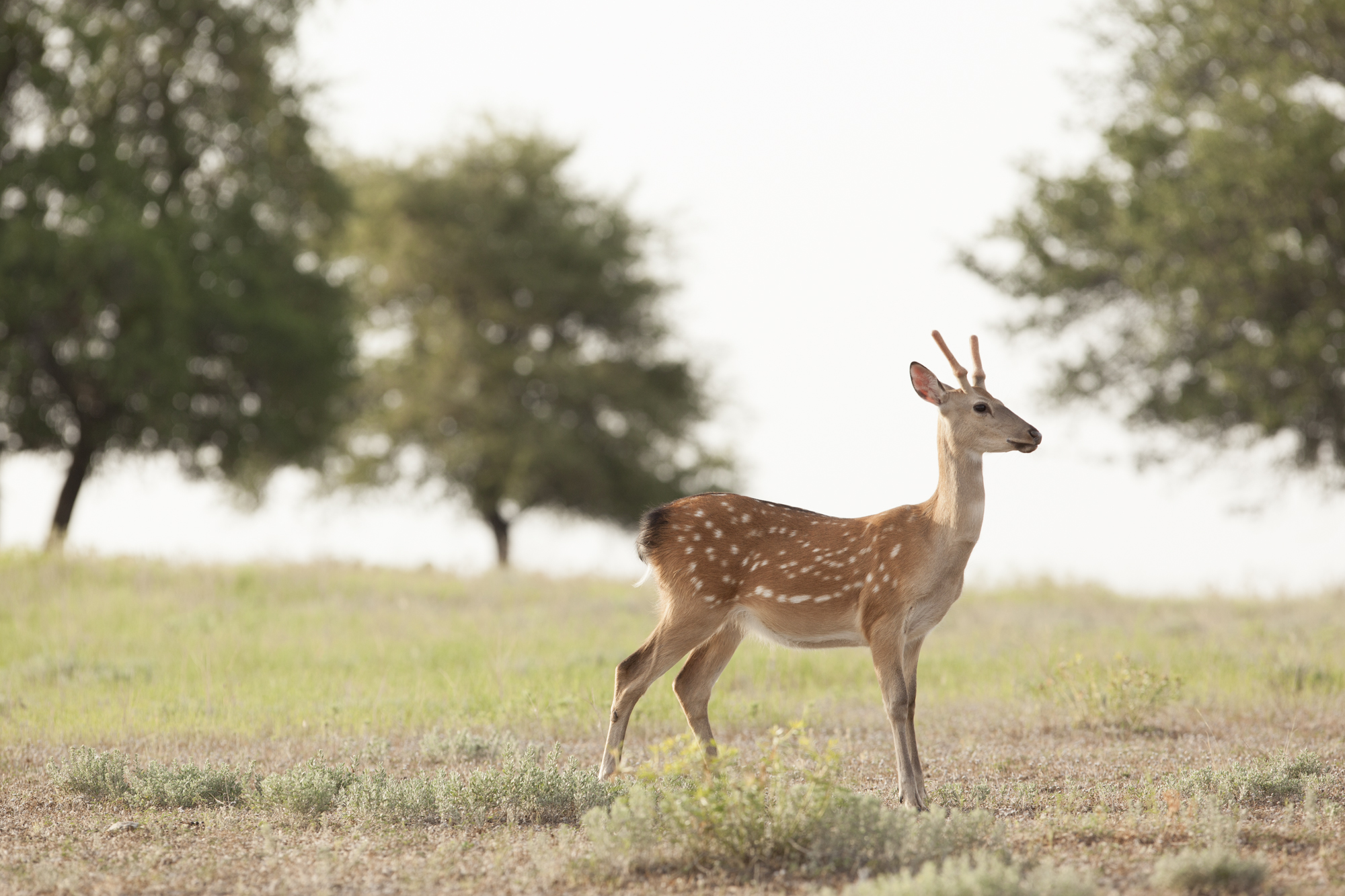 SW130520WillefordRanch_1124.JPG