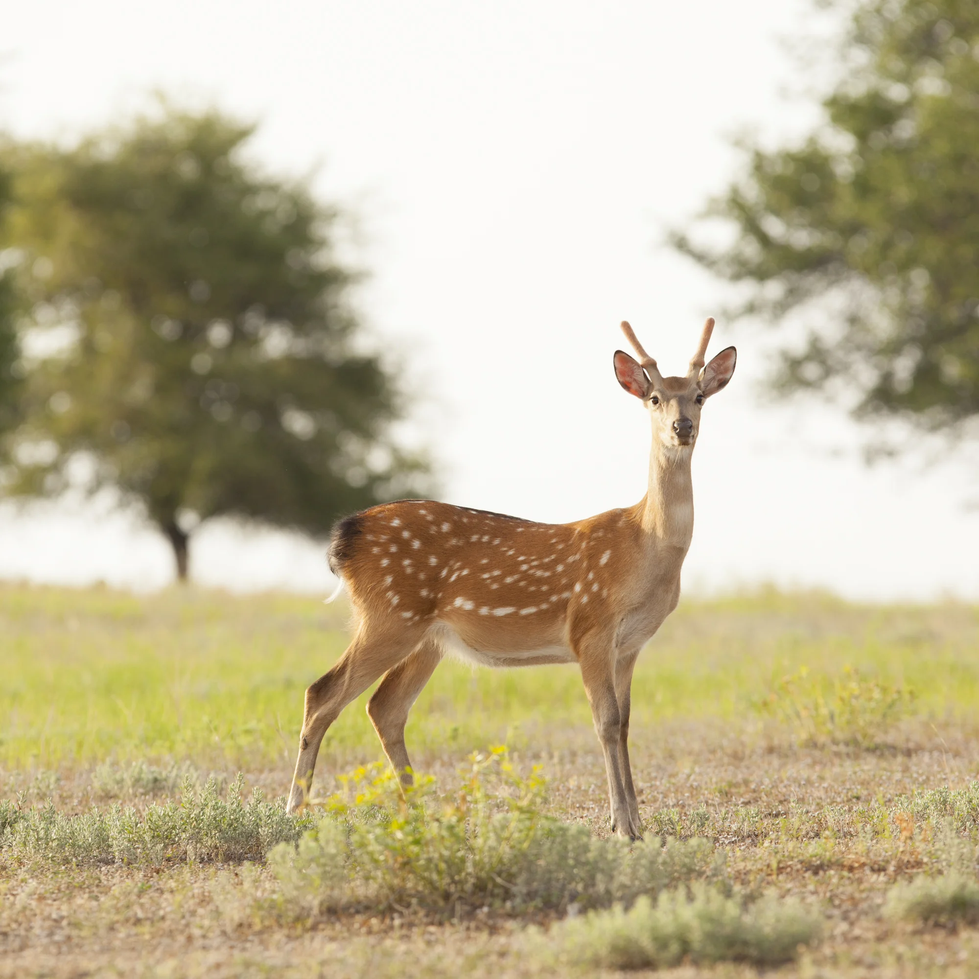 SW130520WillefordRanch_1122.JPG