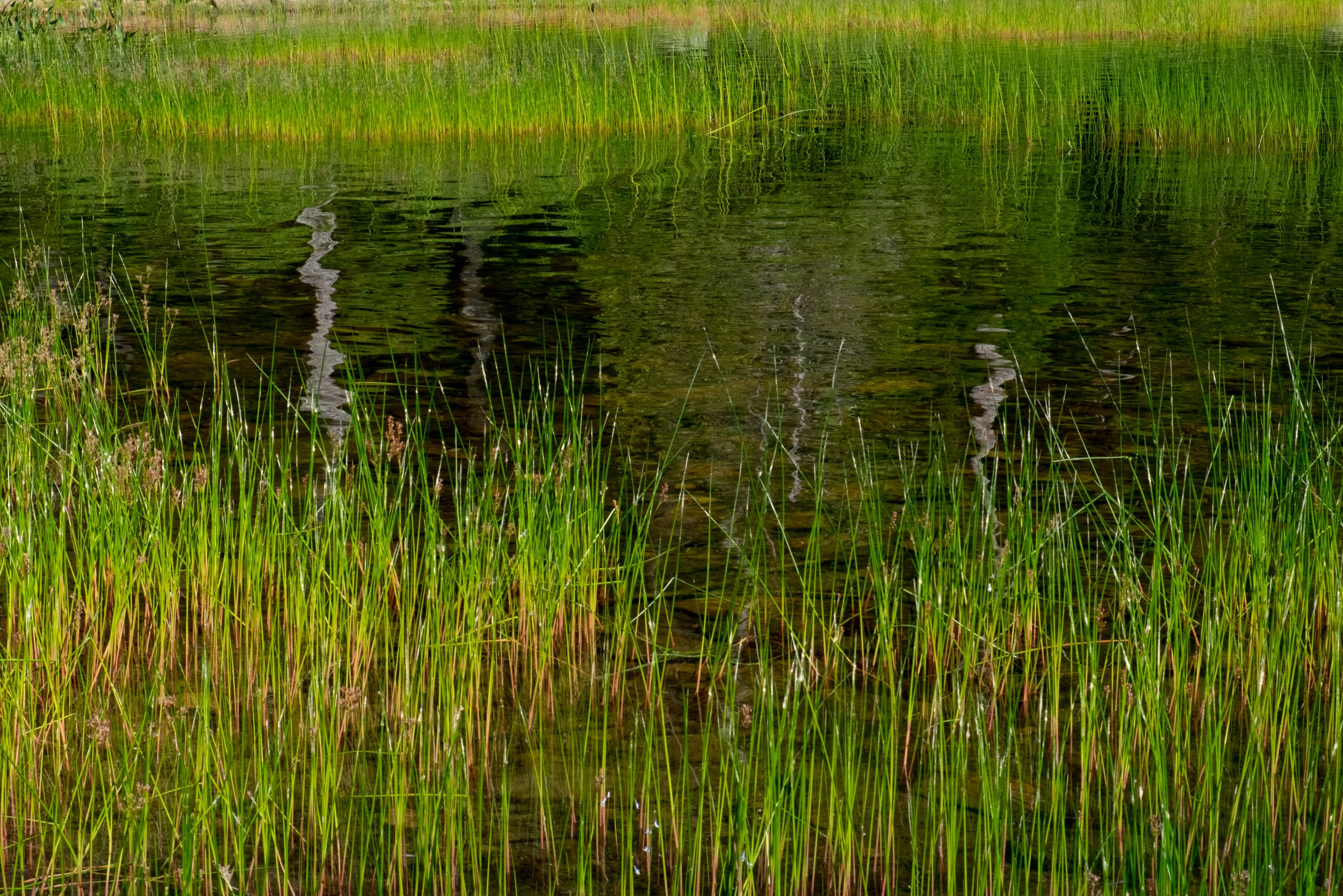 SW190727MaineB_0240.JPG