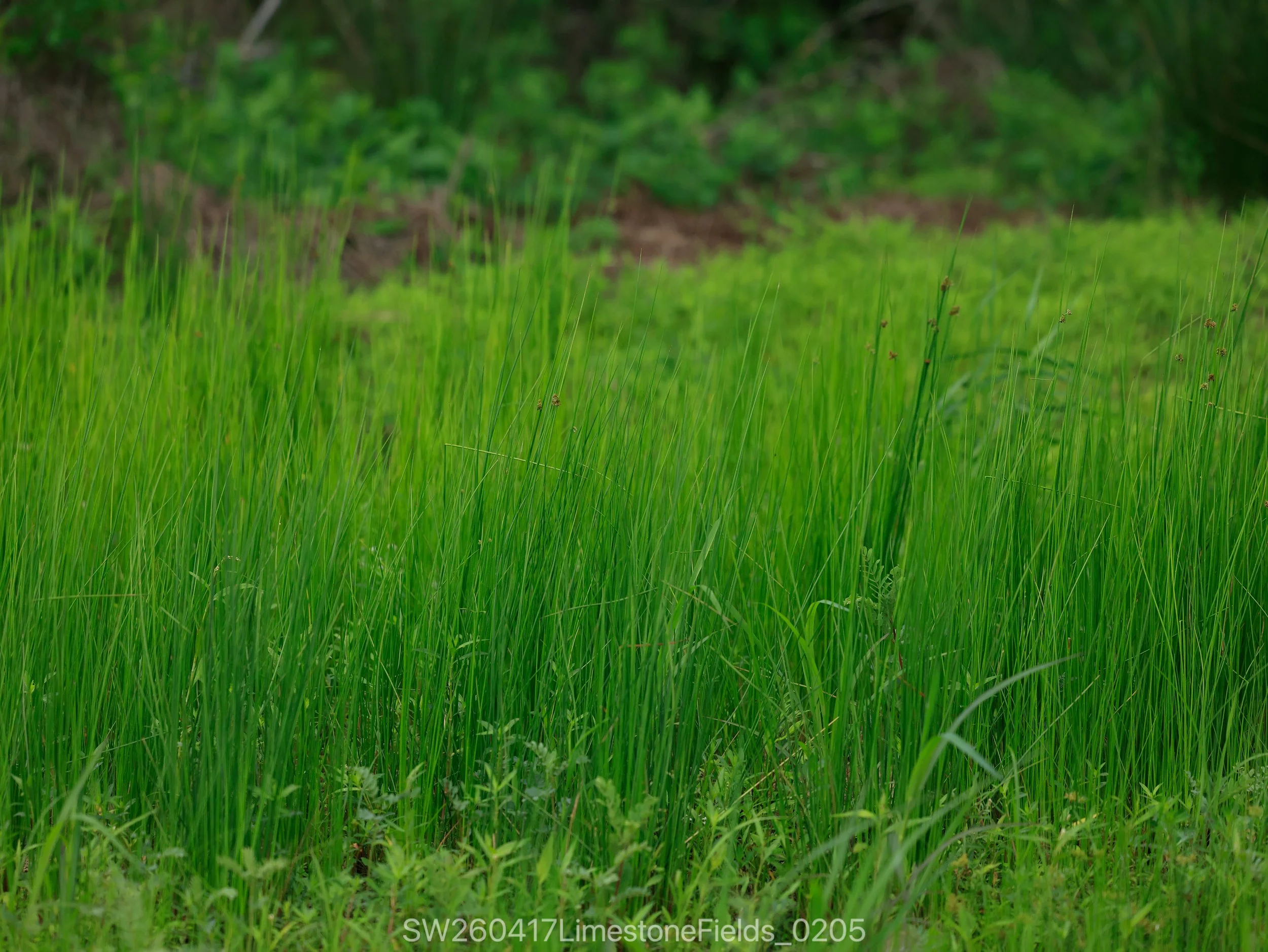 SW260417LimestoneFields_0205.jpg