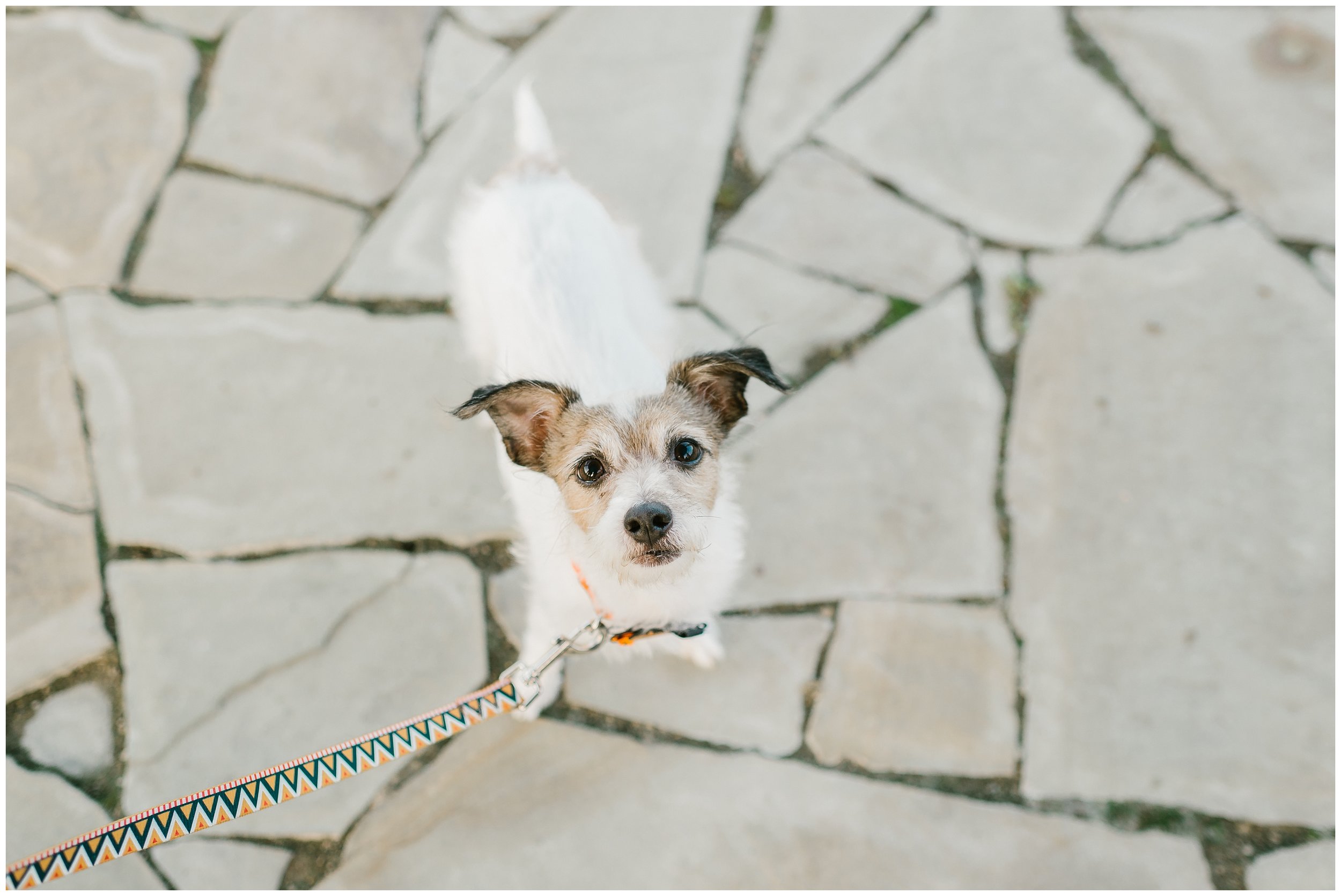 Rebecca_Shehorn_Photography_Indianapolis_Wedding_Photographer_8018.jpg