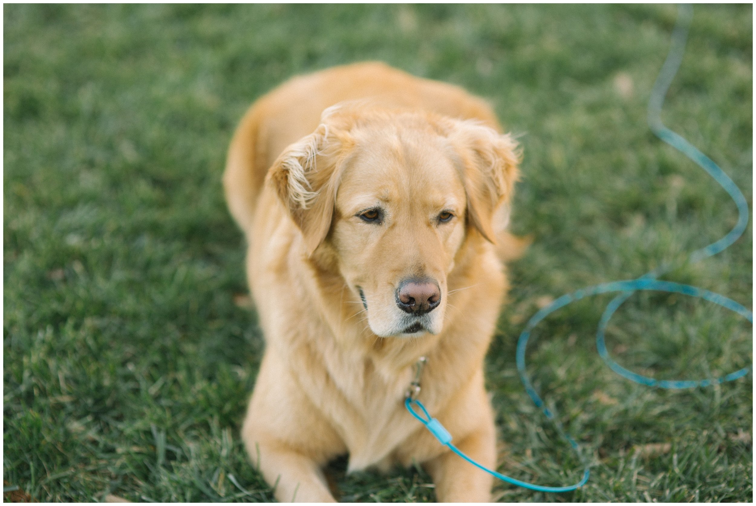 Rebecca_Shehorn_Photography_Indianapolis_Wedding_Photographer_8023.jpg