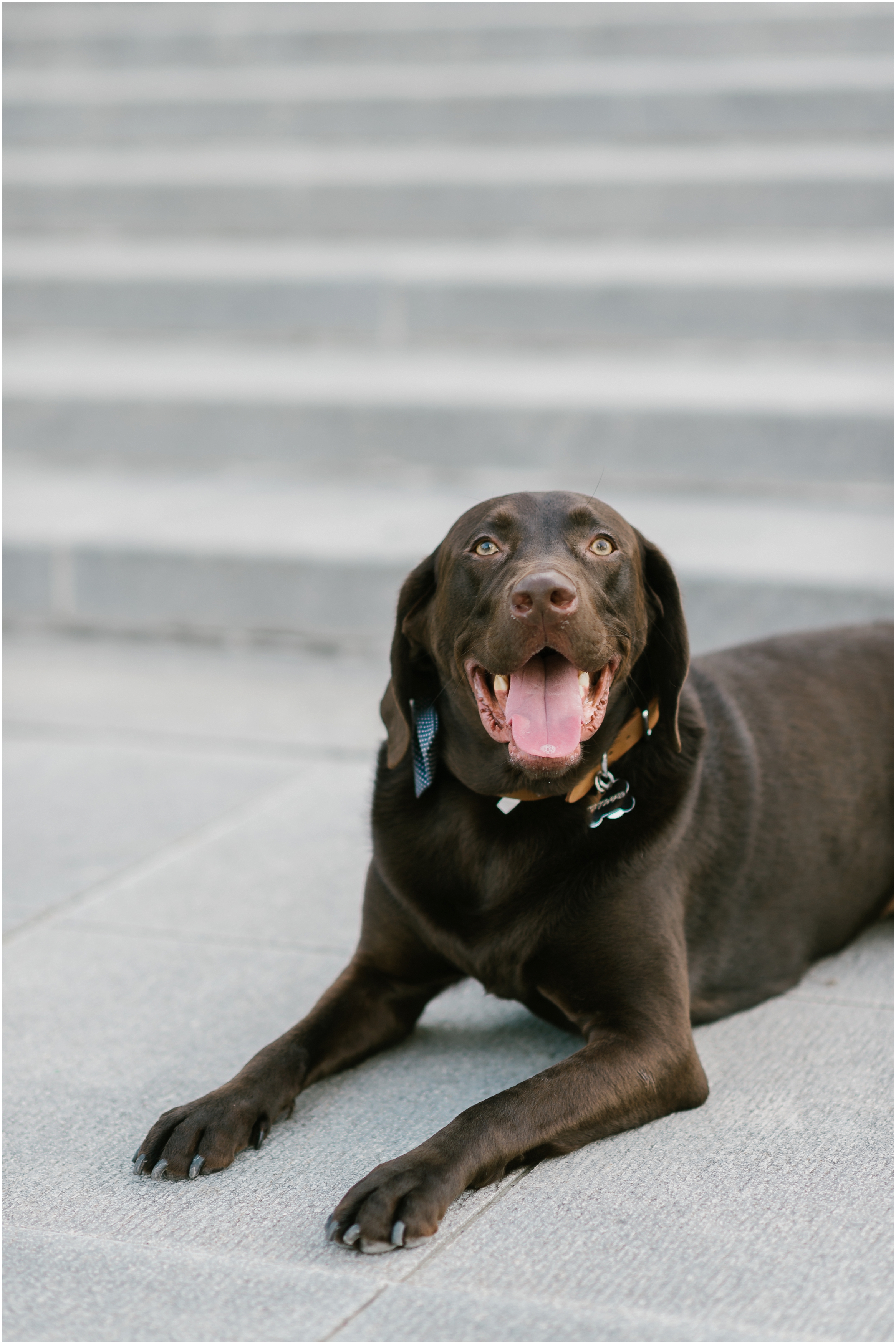 Rebecca_Shehorn_Photography_Indianapolis_Wedding_Photographer_8410.jpg