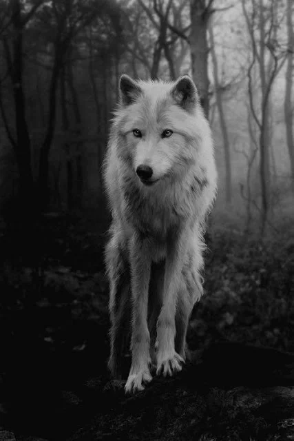 White Wolf.jpg