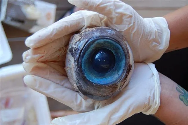 (Picture used from the Winnipeg Free Press)&nbsp;http://www.winnipegfreepress.com/world/marine-biology-professor-says-eyeball-found-on-us-beach-may-belong-to-deep-sea-squid-173895751.html